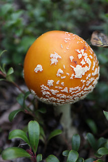 Yellow-orange Fly Agaric Mushroom Found this treasure along the escarpment. Yellow-orange Fly Agaric Mushroom (Amanita muscaria var. guessowii) at the Whooping Crane Summer Range, Wood Buffalo National Park, Northwest Territories, Canada. Ramsar site no. 240. Amanita muscaria var. guessowii,American Eastern Yellow Fly Agaric,Canada,Geotagged,Northwest Territories,Ramsar site no. 240,Summer,Whooping Crane Summer Range,Wood Buffalo National Park,Yellow-orange Fly Agaric Mushroom