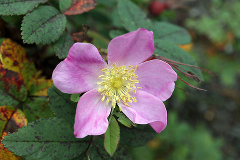 Prickly Wild Rose The Prickly Wild Rose (Rosa acicularis) is found all over but few are in flower at the Whooping Crane Summer Range, Wood Buffalo National Park, Northwest Territories, Canada. Ramsar site no. 240. Canada,Geotagged,Northwest Territories,Prickly Wild Rose,Ramsar site no. 240,Rosa acicularis,Summer,Whooping Crane Summer Range,Wood Buffalo National Park