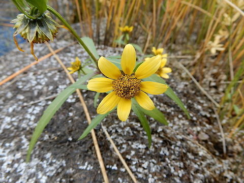 Nodding Beggarticks The Nodding Beggarticks (Bidens cernua) is a wetland plant and this one was found next to a river at the Whooping Crane Summer Range, Wood Buffalo National Park, Northwest Territories, Canada. Ramsar site no. 240. Bidens cernua,Canada,Geotagged,Nodding Beggarticks,Northwest Territories,Ramsar site no. 240,Whooping Crane Summer Range,Winter,Wood Buffalo National Park