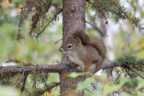American Red Squirrel The American Red Squirrel (Tamiasciurus hudsonicus) was found all over in the Boreal forest of NWT, this one was posing in a tree next to Chan Lake at the Chan Lake Territorial Park, Northwest Territories, Canada. American Red Squirrel,American red squirrel,Canada,Chan Lake at the Chan Lake Territorial Park,Geotagged,Northwest Territories,Summer,Tamiasciurus hudsonicus