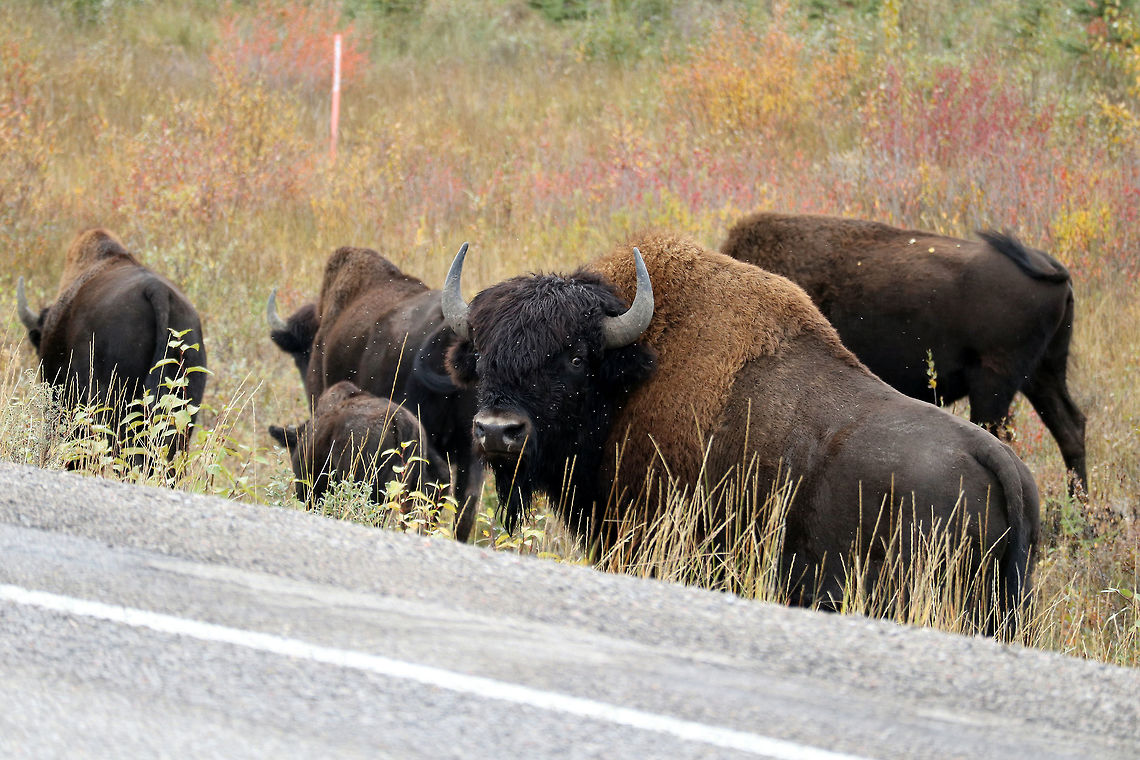 Wood Bison Herd The largest land mammal of North America this herd of Wood Bison (Bison bison athabascae) were found foraging the grasses along the highway. Both male, female and young were apart of this small herd that find their home in the Northern Boreal Forest. Edzo Region, Northwest Territories, Canada. Conservation Status: vulnerable (N3N4) in Canada (NatureServe). Bison bison athabascae,Canada,Edzo Region,Geotagged,Northwest Territories,Summer,Wood Bison,Wood bison