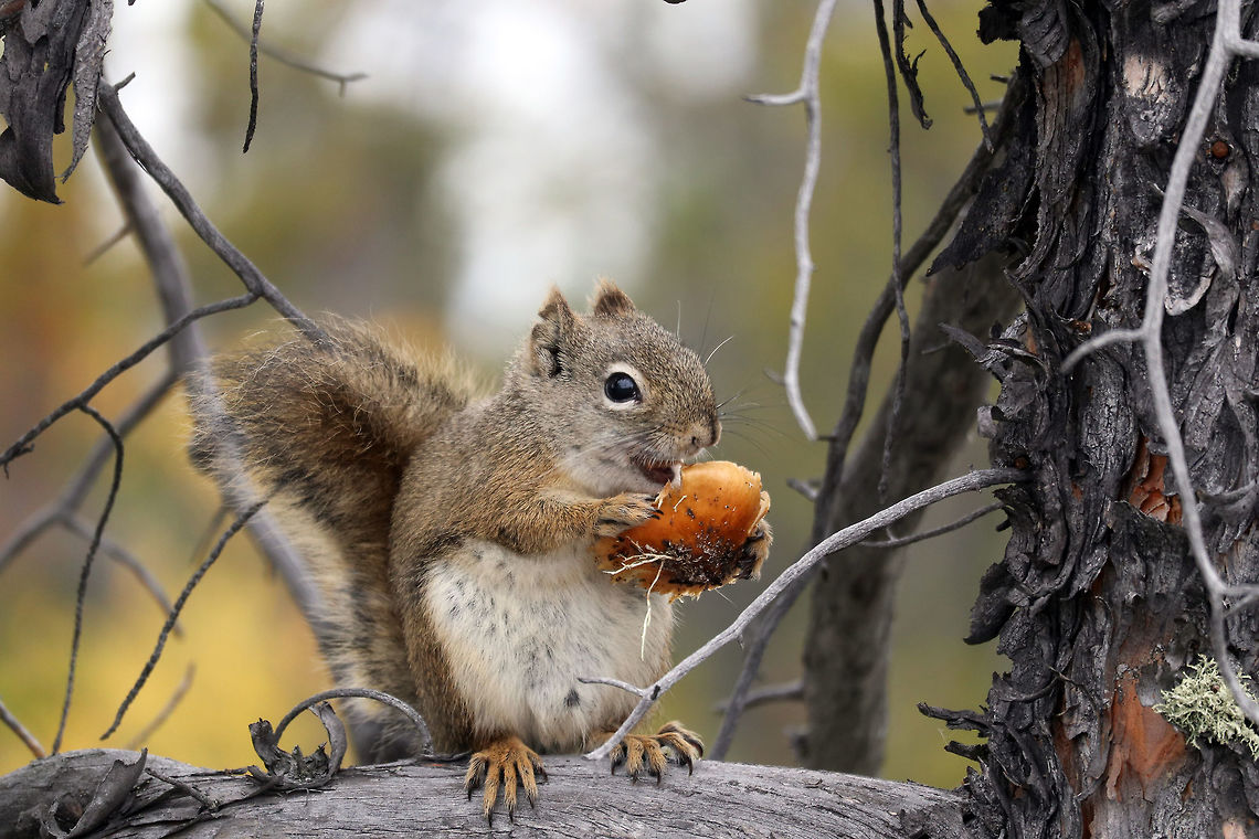 American Red Squirrel Sitting in a Jack Pine Tree enjoying a mushroom the American Red Squirrel (Tamiasciurus hudsonicus) is at home in the Boreal Forest at Prelude Lake Territorial Park, Northwest Territories, Canada. I do love my squirrels. American Red Squirrel,American red squirrel,Canada,Geotagged,Northwest Territories,Prelude Lake Territorial Park,Summer,Tamiasciurus hudsonicus