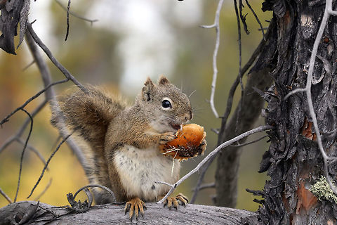 American Red Squirrel Sitting in a Jack Pine Tree enjoying a mushroom the American Red Squirrel (Tamiasciurus hudsonicus) is at home in the Boreal Forest at Prelude Lake Territorial Park, Northwest Territories, Canada. I do love my squirrels. American Red Squirrel,American red squirrel,Canada,Geotagged,Northwest Territories,Prelude Lake Territorial Park,Summer,Tamiasciurus hudsonicus