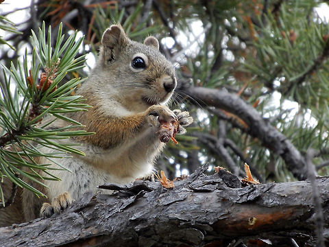 American Red Squirrel Living in the Jack Pine of the Boreal forest the American Red Squirrel (Tamiasciurus hudsonicus) is a chatty resident of the woods at Prelude Lake Territorial Park, Northwest Territories, Canada. American Red Squirrel,American red squirrel,Canada,Geotagged,Northwest Territories,Prelude Lake Territorial Park,Summer,Tamiasciurus hudsonicus