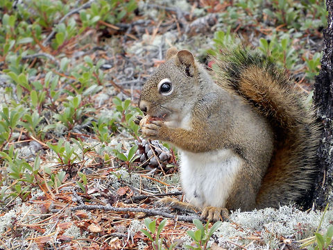 American Red Squirrel One last final American Red Squirrel (Tamiasciurus hudsonicus) they were so hard to photograph until I reach Prelude Lake, they were much friendlier there. Prelude Lake Territorial Park, Northwest Territories, Canada.           American Red Squirrel,American red squirrel,Canada,Geotagged,Northwest Territories,Prelude Lake Territorial Park,Summer,Tamiasciurus hudsonicus