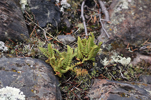 Rusty Cliff-fern Between the rocks on the Canadian Shield the Rusty Cliff-fern (Woodsia ilvensis) is one of the few ferns found at Fred Henne Territorial Park, Yellowknife, Northwest Territories, Canada. Canada,Fred Henne Territorial Park,Geotagged,Northwest Territories,Oblong woodsia,Rusty Cliff-fern,Summer,Woodsia ilvensis,Yellowknife