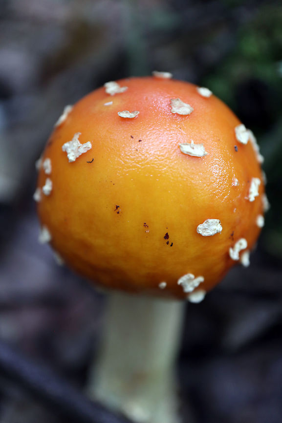 Yellow-orange Fly Agaric Mushroom The fruits of fall, a Yellow-orange Fly Agaric Mushroom (Amanita muscaria var. guessowii) found in the damp woods of the Bill Mason Centre, Dunrobin, Ontario, Canada. Amanita muscaria var. guessowii,American Eastern Yellow Fly Agaric,Bill Mason Centre,Canada,Dunrobin,Fall,Geotagged,Ontario,Yellow-orange Fly Agaric Mushroom