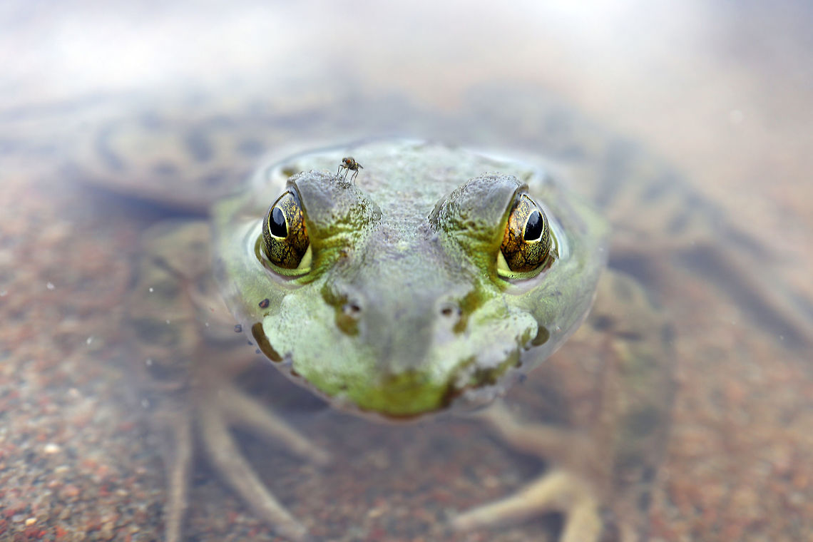 American Bullfrog Floating along the shoreline of a sandy lake, the American Bullfrog (Lithobates catesbeianus) is spotted at the Bill Mason Centre, Dunrobin, Ontario, Canada. American Bullfrog,Bill Mason Centre,Canada,Dunrobin,Fall,Geotagged,Lithobates catesbeianus,Ontario