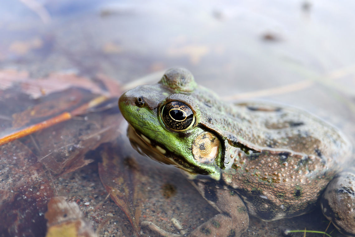 Northern Green Frog Side profile of a Northern Green Frog (Lithobates clamitans melanota) in the waters at the Bill Mason Centre, Dunrobin, Ontario, Canada. Bill Mason Centre,Canada,Dunrobin,Fall,Geotagged,Lithobates clamitans melanota,Northern Green Frog,Northern green frog,Ontario