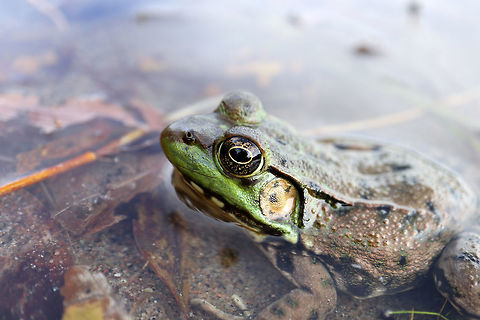 Northern Green Frog Side profile of a Northern Green Frog (Lithobates clamitans melanota) in the waters at the Bill Mason Centre, Dunrobin, Ontario, Canada. Bill Mason Centre,Canada,Dunrobin,Fall,Geotagged,Lithobates clamitans melanota,Northern Green Frog,Northern green frog,Ontario