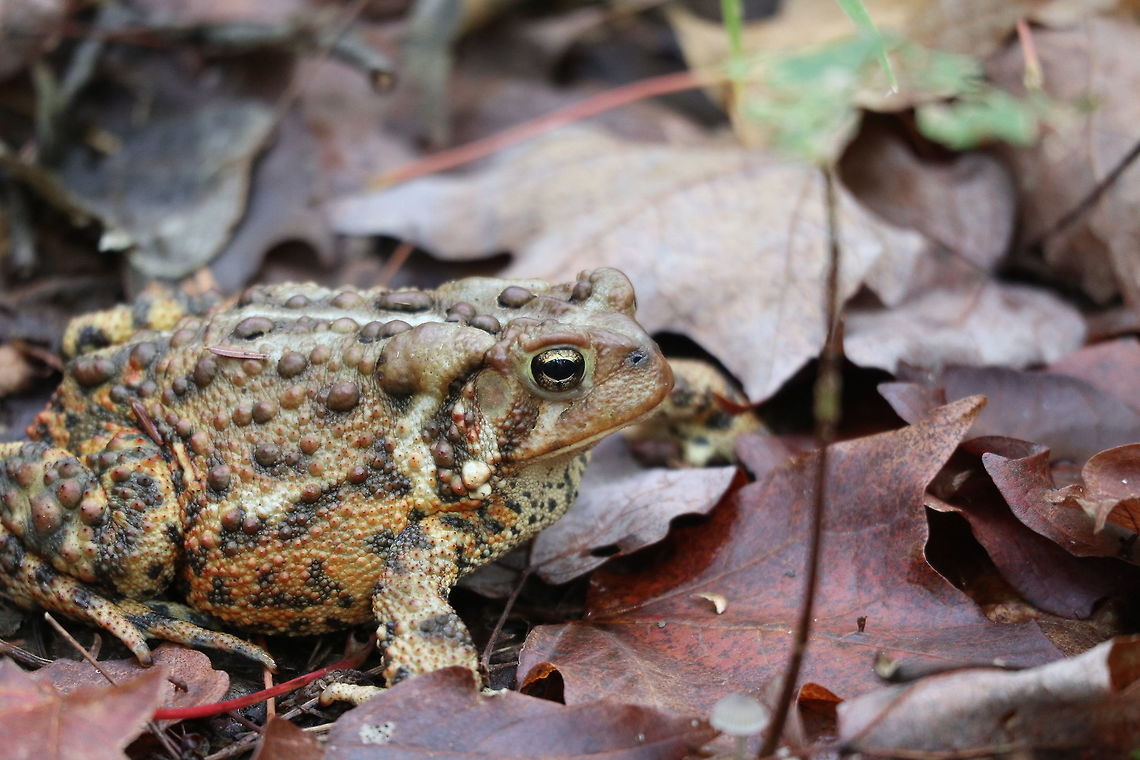 American Toad A beautifully coloured American Toad (Anaxyrus americanus) was on the trail at Track &amp; Tower Trail, Algonquin Provincial Park, Ontario, Canada. Algonquin Provincial Park,American Toad,American toad,Anaxyrus americanus,Canada,Fall,Geotagged,Ontario,Track & Tower Trail