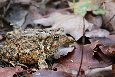 American Toad A beautifully coloured American Toad (Anaxyrus americanus) was on the trail at Track & Tower Trail, Algonquin Provincial Park, Ontario, Canada. Algonquin Provincial Park,American Toad,American toad,Anaxyrus americanus,Canada,Fall,Geotagged,Ontario,Track & Tower Trail