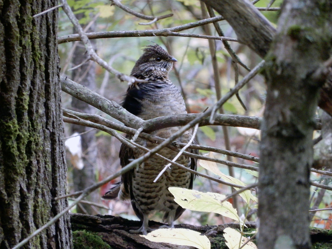 Ruffed Grouse A male Ruffed Grouse (Bonasa umbellus) stands tall looking for a mate along the Track &amp; Tower Trail, Algonquin Provincial Park, Ontario, Canada. Algonquin Provincial Park,Bonasa umbellus,Canada,Fall,Geotagged,Ontario,Ruffed Grouse,Ruffed grouse,Track & Tower Trail