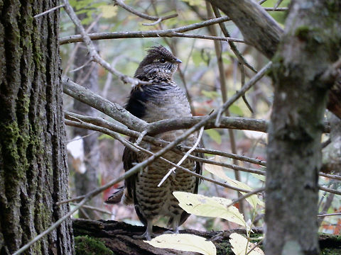 Ruffed Grouse A male Ruffed Grouse (Bonasa umbellus) stands tall looking for a mate along the Track & Tower Trail, Algonquin Provincial Park, Ontario, Canada. Algonquin Provincial Park,Bonasa umbellus,Canada,Fall,Geotagged,Ontario,Ruffed Grouse,Ruffed grouse,Track & Tower Trail