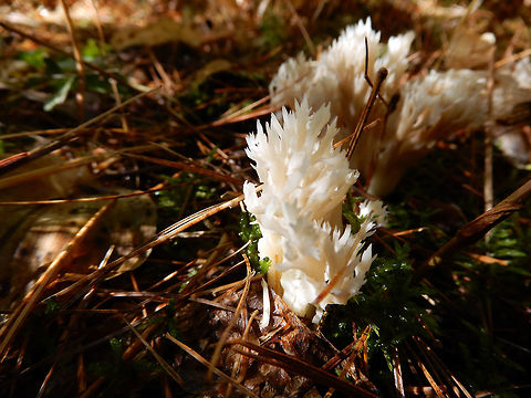 Crown Coral Amongst the pine trees the Crown Coral (Clavicorona pyxidata) fungus sprouts through the needles on the Bat Lake Trail, Algonquin Provincial Park, Ontario, Canada. Algonquin Provincial Park,Artomyces pyxidatus,Bat Lake Trail,Canada,Clavicorona pyxidata,Crown Coral,Fall,Geotagged,Ontario