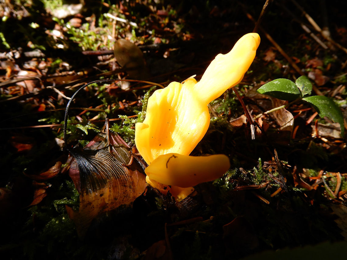 Irregular Earth Tongue Mushroom Sun shines on the Irregular Earth Tongue Mushroom (Neolecta irregularis) that dot the forest floor on the Bat Lake Trail, Algonquin Provincial Park, Ontario, Canada.  Algonquin Provincial Park,Bat Lake Trail,Canada,Fall,Geotagged,Irregular Earth Tongue Mushroom,Neolecta irregularis,Ontario