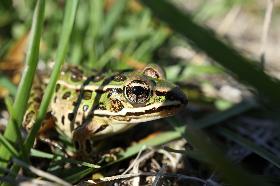 Northern Leopard Frog I have never seen so many Northern Leopard Frog (Lithobates pipiens) in one place like the Prince Edward Point National Wildlife Area, Prince Edward County, Ontario, Canada. Canada,Fall,Geotagged,Lithobates pipiens,Northern Leopard Frog,Northern leopard frog,Ontario,Prince Edward County,Prince Edward Point National Wildlife Area