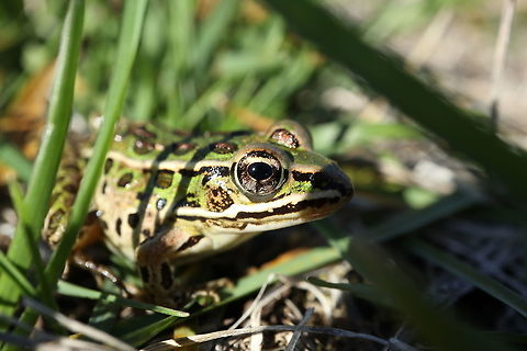 Northern Leopard Frog I have never seen so many Northern Leopard Frog (Lithobates pipiens) in one place like the Prince Edward Point National Wildlife Area, Prince Edward County, Ontario, Canada. Canada,Fall,Geotagged,Lithobates pipiens,Northern Leopard Frog,Northern leopard frog,Ontario,Prince Edward County,Prince Edward Point National Wildlife Area