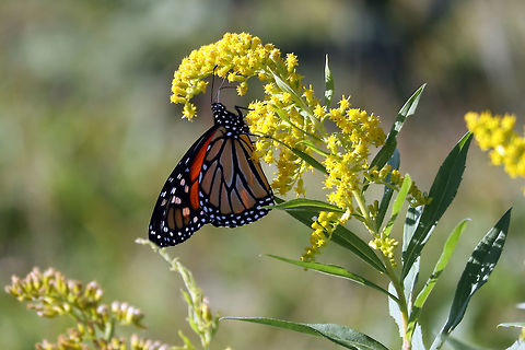 Monarch Butterfly Surprised to find a late season Monarch Butterfly (Danaus plexippus) at the Prince Edward Point National Wildlife Area, Prince Edward County, Ontario, Canada. Conservation Status: imperiled (S2N,S4B) in Ontario, CA (NatureServe). Canada,Danaus plexippus,Fall,Geotagged,Monarch Butterfly,Monarch butterfly,Ontario,Prince Edward County,Prince Edward Point National Wildlife Area