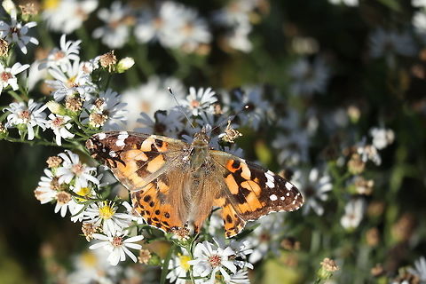Painted Lady Butterfly Resting on asters, a Painted Lady Butterfly (Vanessa cardui) is found late season at the Prince Edward Point National Wildlife Area, Prince Edward County, Ontario, Canada. Canada,Fall,Geotagged,Ontario,Painted Lady Butterfly,Prince Edward County,Prince Edward Point National Wildlife Area,Vanessa cardui,Vanessa carduui