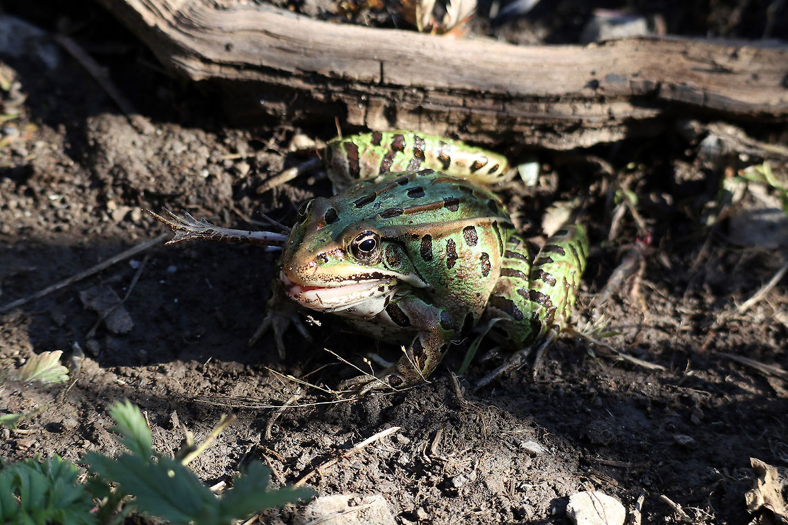 Cannibal Northern Leopard Frog I know Bullfrogs will eat other frogs, but this Northern Leopard Frog (Lithobates pipiens) was eating its own kind on the shoreline of Lake Ontario at the Prince Edward Point National Wildlife Area, Prince Edward County, Ontario, Canada. Canada,Lithobates pipiens,Northern Leopard Frog,Northern leopard frog,Ontario,Prince Edward County,Prince Edward Point National Wildlife Area