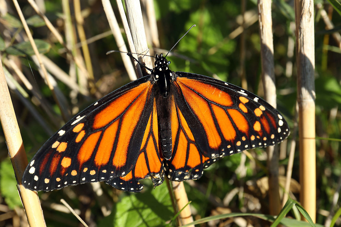 Monarch Butterfly A late season Monarch Butterfly (Danaus plexippus) is at home in the sun at a large marsh, Cooper Marsh Conservation Area, Lancaster, Ontario, Canada. Conservation Status: imperiled (S2N,S4B) in Ontario, CA (NatureServe). Canada,Cooper Marsh Conservation Area,Danaus plexippus,Fall,Geotagged,Lancaster,Monarch Butterfly,Monarch butterfly,Ontario,imperiled species
