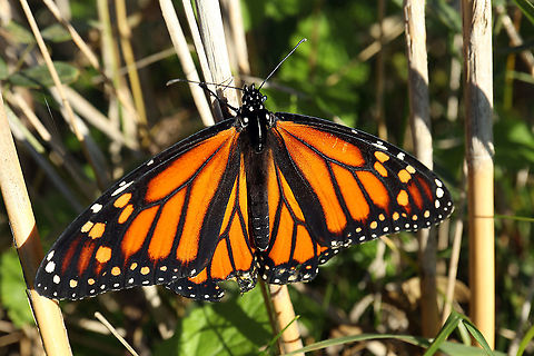 Monarch Butterfly A late season Monarch Butterfly (Danaus plexippus) is at home in the sun at a large marsh, Cooper Marsh Conservation Area, Lancaster, Ontario, Canada. Conservation Status: imperiled (S2N,S4B) in Ontario, CA (NatureServe). Canada,Cooper Marsh Conservation Area,Danaus plexippus,Fall,Geotagged,Lancaster,Monarch Butterfly,Monarch butterfly,Ontario,imperiled species