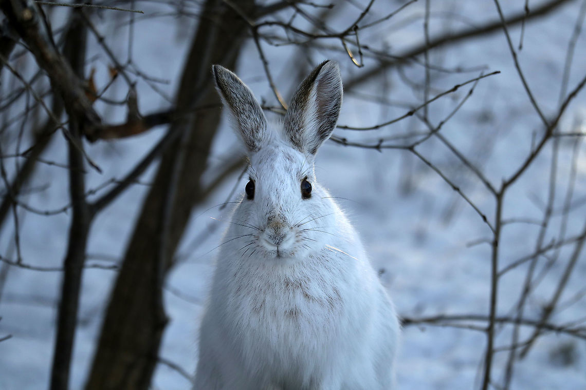Snowshoe Hare The white Snowshoe Hare (Lepus americanus) pauses to take a look while feeding on the bird seed at Shirleys Bay, Ottawa, Ontario, Canada. Canada,Geotagged,Lepus americanus,Ontario,Ottawa,Shirleys Bay,Snowshoe Hare,Snowshoe hare,Winter