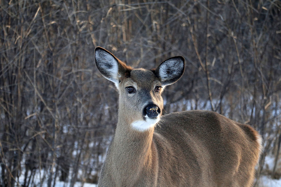 White-tailed Deer Lots of animals visit the bird feeders including this doe White-tailed Deer (Odocoileus virginianus) during the winter at Shirleys Bay, Ottawa, Ontario, Canada. Canada,Geotagged,Odocoileus virginianus,Ontario,Ottawa,Shirleys Bay,White-tailed Deer,White-tailed deer,Winter