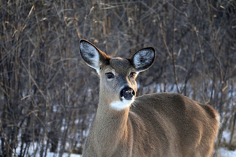 White-tailed Deer Lots of animals visit the bird feeders including this doe White-tailed Deer (Odocoileus virginianus) during the winter at Shirleys Bay, Ottawa, Ontario, Canada. Canada,Geotagged,Odocoileus virginianus,Ontario,Ottawa,Shirleys Bay,White-tailed Deer,White-tailed deer,Winter