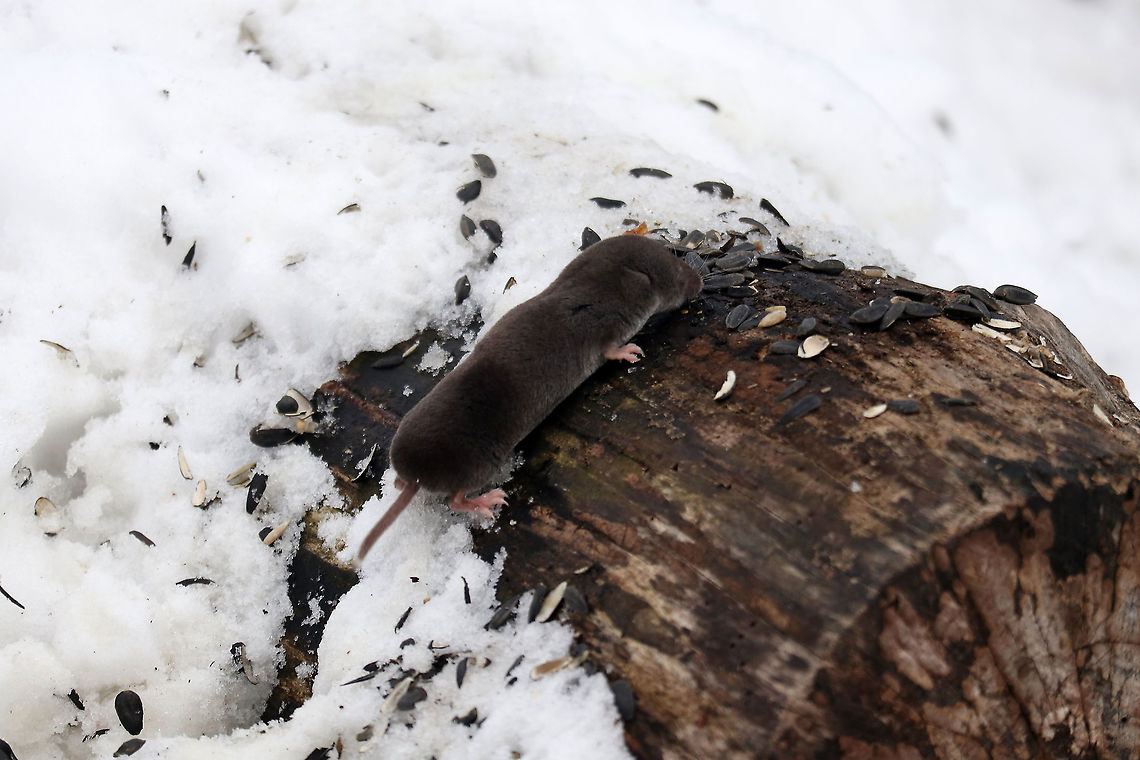 Northern Short-Tailed Shrew This furry little sausage was moving like lightning, the Northern Short-Tailed Shrew (Blarina brevicauda) was found at the Britannia Conservation Area, Mud Lake, Ottawa, Ontario, Canada. Blarina brevicauda,Britannia Conservation Area,Canada,Geotagged,Mud Lake,Northern Short-Tailed Shrew,Northern short-tailed shrew,Ontario,Ottawa,Winter