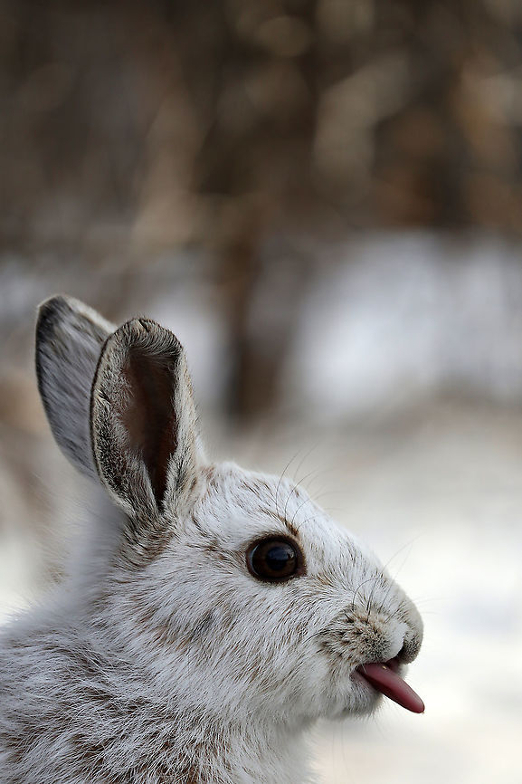 Sticking my tongue out at you Snowshoe Hare (Lepus americanus) licking his lips after some tasty bird seed at Shirleys Bay, Ottawa, Ontario, Canada. Canada,Geotagged,Lepus americanus,Ontario,Ottawa,Shirleys Bay,Snowshoe Hare,Snowshoe hare,Spring