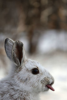Sticking my tongue out at you Snowshoe Hare (Lepus americanus) licking his lips after some tasty bird seed at Shirleys Bay, Ottawa, Ontario, Canada. Canada,Geotagged,Lepus americanus,Ontario,Ottawa,Shirleys Bay,Snowshoe Hare,Snowshoe hare,Spring