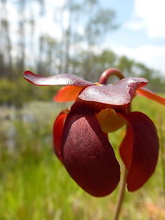 Parrot Pitcher Plant While visiting Okefenokee Swamp in 2014 I came across a garden of carnivorous plants including the Parrot Pitcher Plant (Sarracenia psittacina) Okefenokee National Wildlife Refuge, Georgia, United States &bull; Ramsar site no. 350. It was pure heaven for someone who loves the carnivores. Endemic in United States: native and occurs nowhere else. Georgia,Geotagged,Okefenokee National Wildlife Refuge,Okefenokee Swamp,Parrot Pitcher Plant,Parrot pitcher plant,Sarracenia psittacina,Spring,United States,carnivorous plant