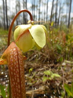 Hooded Pitcher Plant All along the road and on the shoreline of a creek, beauties like this Hooded Pitcher Plant (Sarracenia minor) were in bountiful bloom at Okefenokee National Wildlife Refuge, Georgia, United States • Ramsar site no. 350. Endemic in United States: native and occurs nowhere else Endemic,Georgia,Geotagged,Hooded Pitcher Plant,Okefenokee National Wildlife Refuge,Ramsar site no. 350,Sarracenia minor,Spring,United States,carnivorous plant