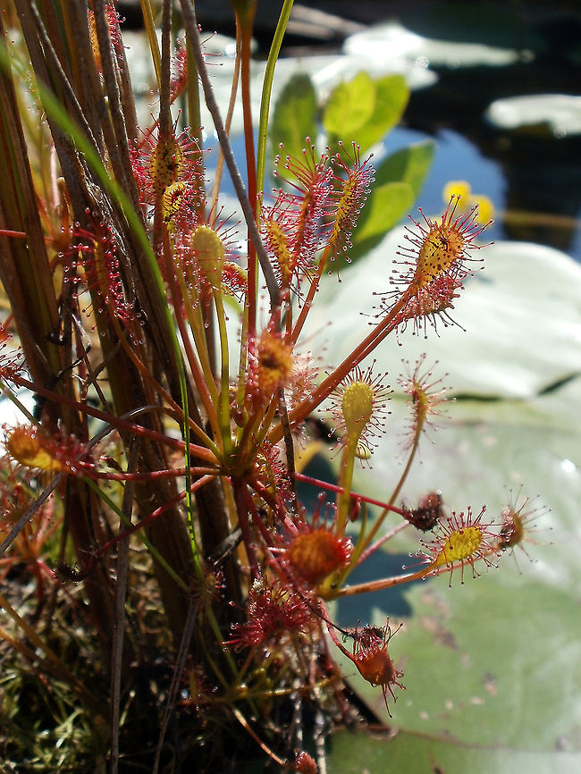 Spatulate-Leaved Sundews I love it when the Sundews are in season at the marsh, I always get wet but it is so worth it to see the Spatulate-Leaved Sundews (Drosera intermedia) embedded in the shoreline at Alleyn-et-Cawood, Qu&eacute;bec, Canada. Alleyn-et-Cawood,Canada,Carnivorous plant,Drosera intermedia,Geotagged,Québec,Spatulate-Leaved Sundews,Summer