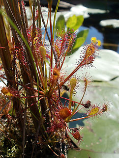 Spatulate-Leaved Sundews I love it when the Sundews are in season at the marsh, I always get wet but it is so worth it to see the Spatulate-Leaved Sundews (Drosera intermedia) embedded in the shoreline at Alleyn-et-Cawood, Qu&eacute;bec, Canada. Alleyn-et-Cawood,Canada,Carnivorous plant,Drosera intermedia,Geotagged,Qu&eacute;bec,Spatulate-Leaved Sundews,Summer