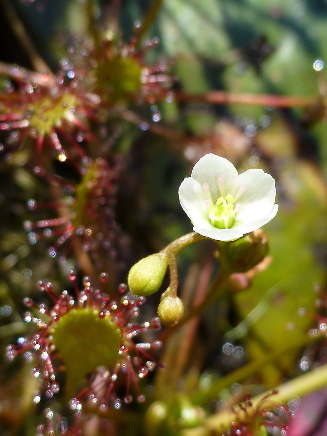 Round-Leaved Sundew Imagine my surprise when I opened a folder to find something I didn&#039;t know I had, pure joy! Round-Leaved Sundew (Drosera rotundifolia) Alleyn-et-Cawood, Qu&eacute;bec, Canada. In flower. Alleyn-et-Cawood,Canada,Drosera rotundifolia,Geotagged,Québec,Round-Leaved Sundew,Summer
