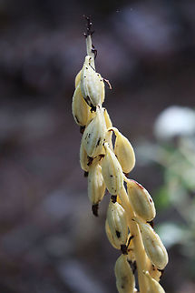 Spotted Coralroot Orchid Had a devil of a time trying to figure out what this was and then Richard from Michigan set me straight. The parasitic orchid Spotted Coralroot (Corallorhiza maculata) was fruiting in Algonquin Provincial Park was celebrating 125 years. Beaver Pond Trail, Ontario, Canada. Algonquin Provincial Park,Beaver Pond Trail,Canada,Corallorhiza maculata,Geotagged,Ontario,Spotted Coralroot,Summer,orchid,parasitic,spotted coralroot