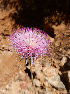 New Mexico Thistle An overlook image from Arizona was the New Mexico Thistle (Cirsium neomexicanum) Agua Fria National Monument, Arizona, United States.  Agua Fria National Monument,Arizona,Cirsium neomexicanum,Geotagged,New Mexico Thistle,New Mexico thistle,Spring,United States