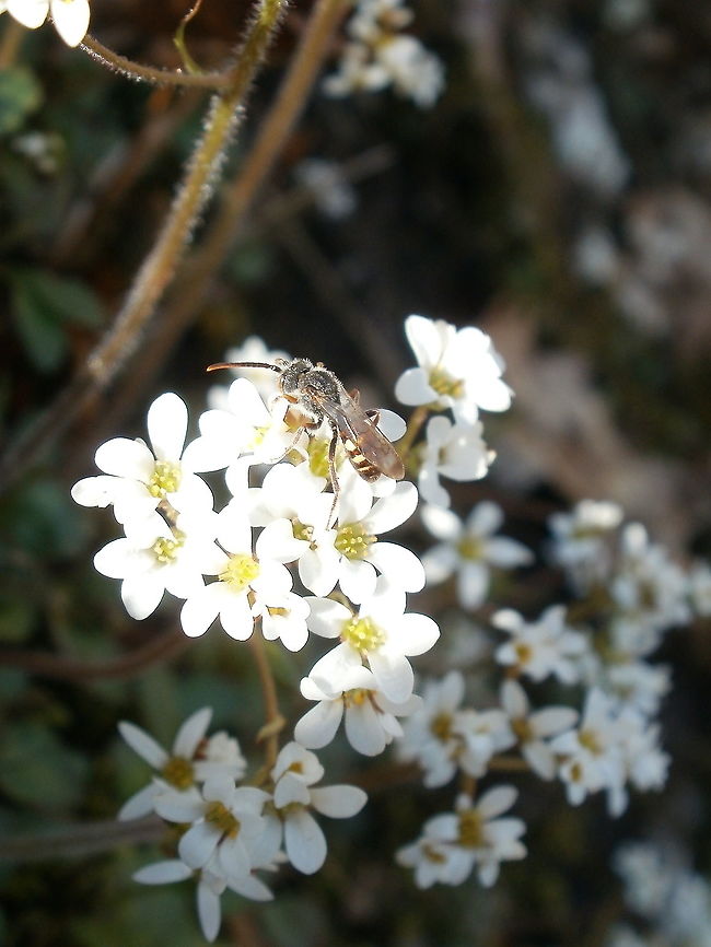 Pollination of Saxifrage A cute little Sweat Bee (Halictidae) on Early Saxifrage (Micranthes virginiensis) Alleyn-et-Cawood, Qu&eacute;bec, Canada.  Alleyn-et-Cawood,Canada,Early Saxifrage,Early saxifrage,Geotagged,Halictidae,Micranthes virginiensis,Québec,Saxifraga virginiensis,Spring,Sweat Bee,pollination