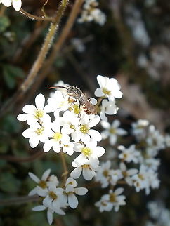 Pollination of Saxifrage A cute little Sweat Bee (Halictidae) on Early Saxifrage (Micranthes virginiensis) Alleyn-et-Cawood, Qu&eacute;bec, Canada.  Alleyn-et-Cawood,Canada,Early Saxifrage,Early saxifrage,Geotagged,Halictidae,Micranthes virginiensis,Qu&eacute;bec,Saxifraga virginiensis,Spring,Sweat Bee,pollination