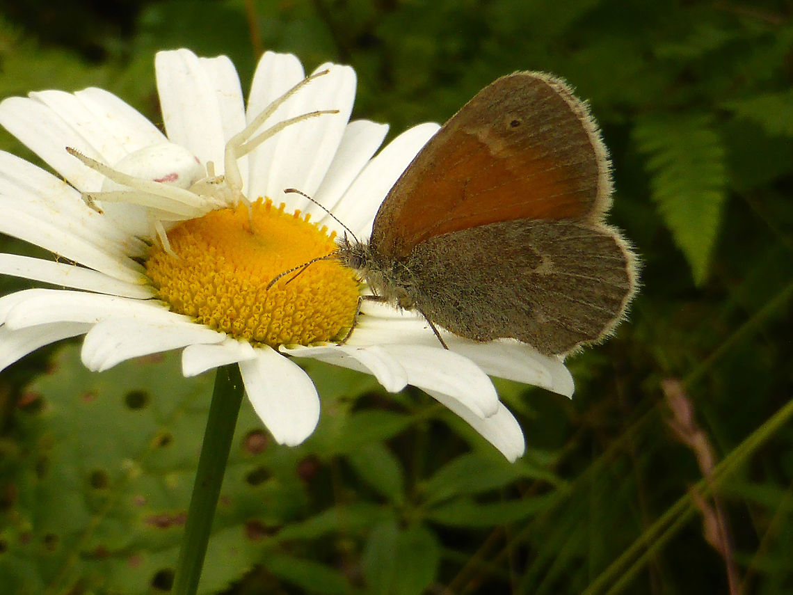 It's a Trap! Where to begin with this story? The unsuspecting Common Ringlet (Coenonympha tullia) will soon meet the Goldenrod Crab Spider (Misumena vatia) on an Oxeye Daisy (Leucanthemum vulgare). Alleyn-et-Cawood, Qu&eacute;bec, Canada. The Ringlet got away in the end. Alleyn-et-Cawood,Canada,Coenonympha tullia,Common Ringlet,Geotagged,Goldenrod Crab Spider,Leucanthemum vulgare,Misumena vatia,Oxeye Daisy,Qu&eacute;bec,Summer