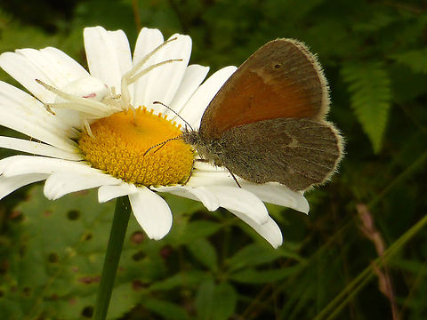 It's a Trap! Where to begin with this story? The unsuspecting Common Ringlet (Coenonympha tullia) will soon meet the Goldenrod Crab Spider (Misumena vatia) on an Oxeye Daisy (Leucanthemum vulgare). Alleyn-et-Cawood, Québec, Canada. The Ringlet got away in the end. Alleyn-et-Cawood,Canada,Coenonympha tullia,Common Ringlet,Geotagged,Goldenrod Crab Spider,Leucanthemum vulgare,Misumena vatia,Oxeye Daisy,Québec,Summer
