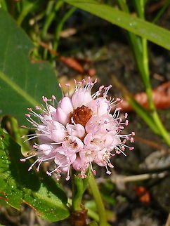 Water Smartweed A beautiful wetland treasure found in the Canadian Shield is the Water Smartweed (Polygonum amphibium) Ramsay Lake, Gatineau Park, Quebec, Canada. Canada,Gatineau Park,Geotagged,Persicaria amphibia,Polygonum amphibium,Quebec,Ramsay Lake,Summer,Water Smartweed,wetlands