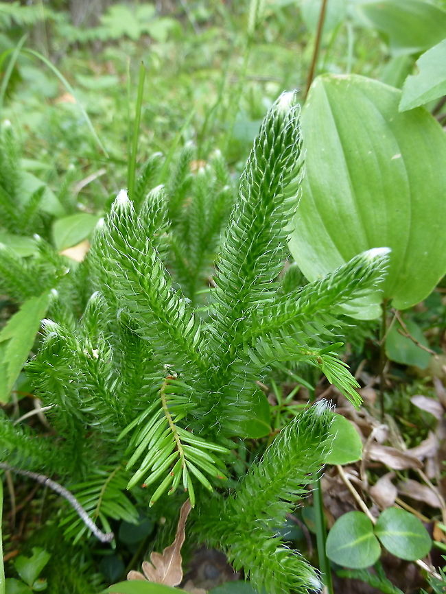 Stag's-horn Clubmoss A species I haven&#039;t explored enough are the clubmosses it is a great little world to get into and here is the Stag&#039;s-horn Clubmoss (Lycopodium clavatum) Ramsay Lake, Gatineau Park, Quebec, Canada. Canada,Gatineau Park,Geotagged,Lycopodium clavatum,Quebec,Ramsay Lake,Stag's-horn Clubmoss,Summer