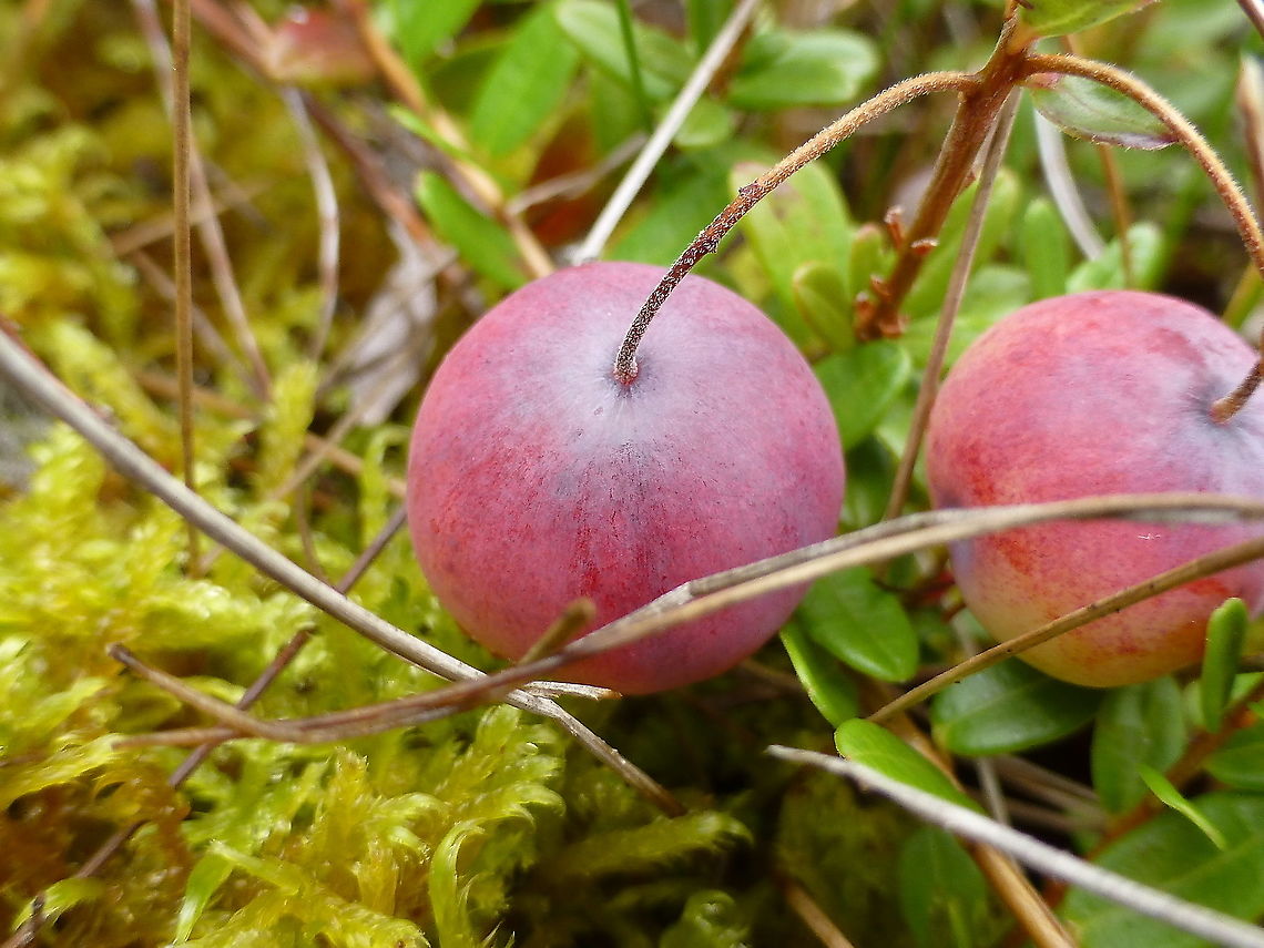 American Cranberry On the rocky shores of the Atlantic Ocean is where I finally found the American Cranberry (Vaccinium macrocarpon) Acadia National Park, Maine, United States. Acadia National Park,American Cranberry,Geotagged,Maine,Summer,United States,Vaccinium macrocarpon