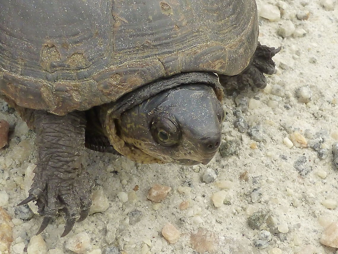 Southeastern Mud Turtle Turtle on a stroll. Southeastern Mud Turtle (Kinosternon subrubrum ssp. subrubrum) Bombay Hook National Wildlife Refuge, Delaware Bay Estuary, Delaware, United States. Ramsar site no. 559. Bombay Hook National Wildlife Refuge,Delaware,Delaware Bay Estuary,Eastern mud turtle,Geotagged,Kinosternon subrubrum,Kinosternon subrubrum ssp. subrubrum,Ramsar site no. 559,Southeastern Mud Turtle,Spring,United States,reptile