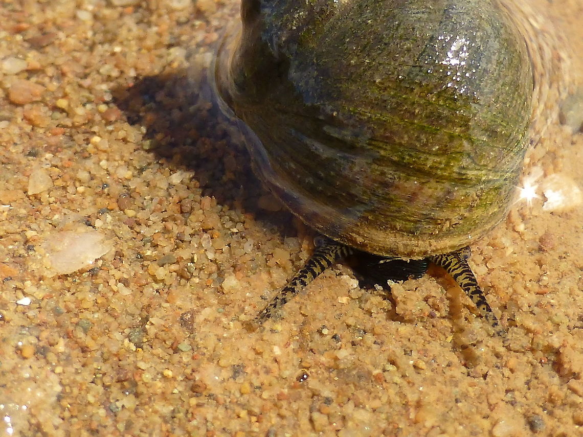 Where the Periwinkle Roam Where the Periwinkle (Littorina littorea) Roam. An interesting story of an invasive species. Introduced to the Atlantic coast of North America, possibly by rock ballast in the mid-19th century. First recorded sighting in the East was in 1840 in the Gulf of St. Lawrence. It is now abundant on rocky shores from New Jersey northward to Newfoundland. In Canada, its range includes New Brunswick, Nova Scotia, Quebec, Newfoundland and Labrador ~ from Wikipedia. Mary&#039;s Point, New Brunswick, Canada. Ramsar site no. 236. Canada,Common periwinkle,Geotagged,Littorina littorea,Mary's Point,New Brunswick,Periwinkle,Ramsar Convention,Ramsar site no. 236,Ramsar wetland,Summer,Wikipedia,invasive,ocean,snail