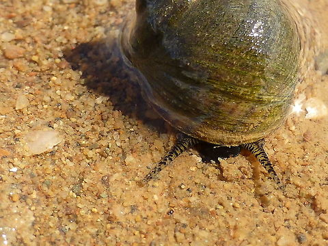 Where the Periwinkle Roam Where the Periwinkle (Littorina littorea) Roam. An interesting story of an invasive species. Introduced to the Atlantic coast of North America, possibly by rock ballast in the mid-19th century. First recorded sighting in the East was in 1840 in the Gulf of St. Lawrence. It is now abundant on rocky shores from New Jersey northward to Newfoundland. In Canada, its range includes New Brunswick, Nova Scotia, Quebec, Newfoundland and Labrador ~ from Wikipedia. Mary's Point, New Brunswick, Canada. Ramsar site no. 236. Canada,Common periwinkle,Geotagged,Littorina littorea,Mary's Point,New Brunswick,Periwinkle,Ramsar Convention,Ramsar site no. 236,Ramsar wetland,Summer,Wikipedia,invasive,ocean,snail